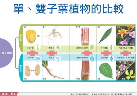 百合是單子葉還是雙子葉|單子葉植物特點